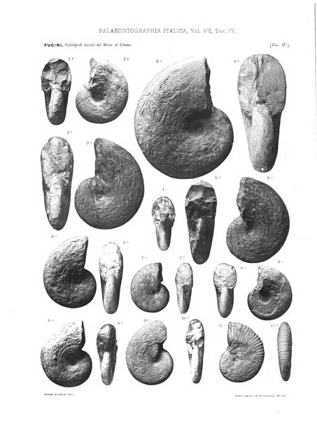 Palaeontographia Italica raccolta di monografie paleontologiche fondata da Mario Canavari nell'anno 1895