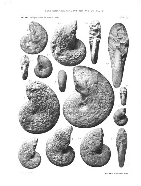 Palaeontographia Italica raccolta di monografie paleontologiche fondata da Mario Canavari nell'anno 1895