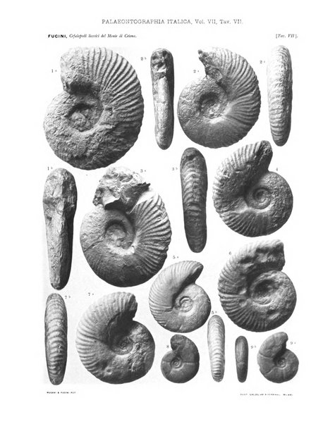 Palaeontographia Italica raccolta di monografie paleontologiche fondata da Mario Canavari nell'anno 1895