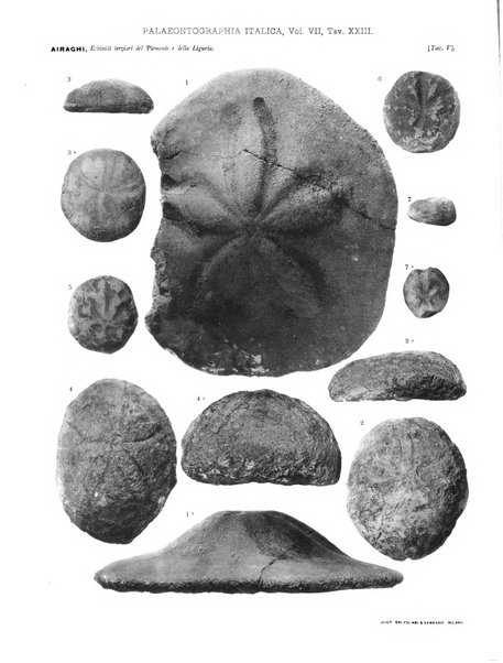 Palaeontographia Italica raccolta di monografie paleontologiche fondata da Mario Canavari nell'anno 1895