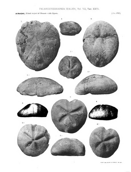 Palaeontographia Italica raccolta di monografie paleontologiche fondata da Mario Canavari nell'anno 1895