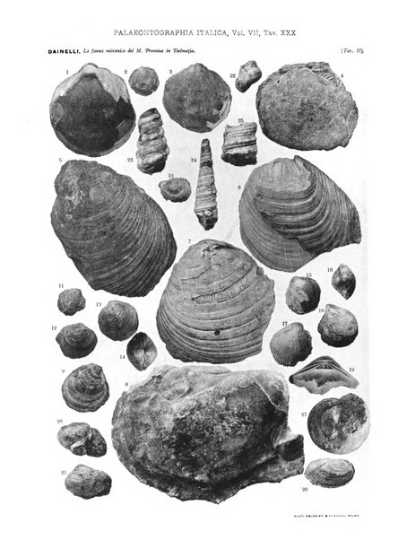 Palaeontographia Italica raccolta di monografie paleontologiche fondata da Mario Canavari nell'anno 1895