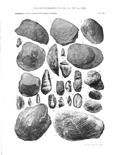 Palaeontographia Italica raccolta di monografie paleontologiche fondata da Mario Canavari nell'anno 1895