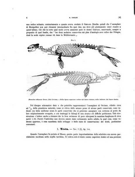 Palaeontographia Italica raccolta di monografie paleontologiche fondata da Mario Canavari nell'anno 1895