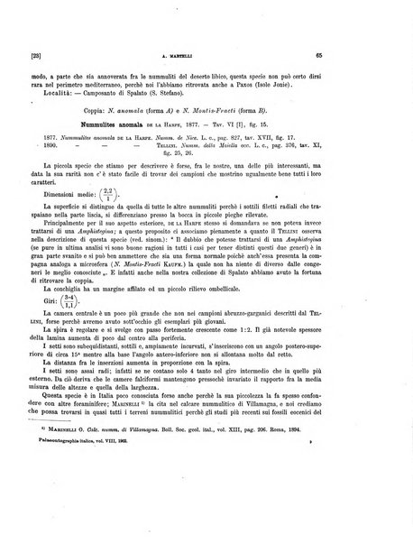 Palaeontographia Italica raccolta di monografie paleontologiche fondata da Mario Canavari nell'anno 1895