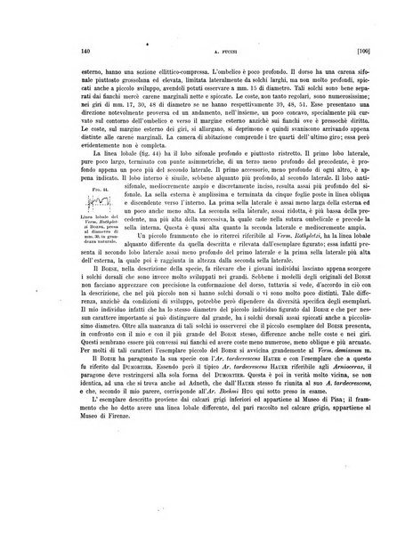 Palaeontographia Italica raccolta di monografie paleontologiche fondata da Mario Canavari nell'anno 1895