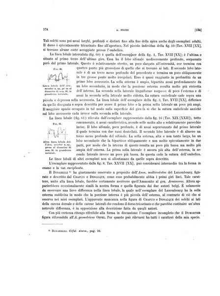 Palaeontographia Italica raccolta di monografie paleontologiche fondata da Mario Canavari nell'anno 1895