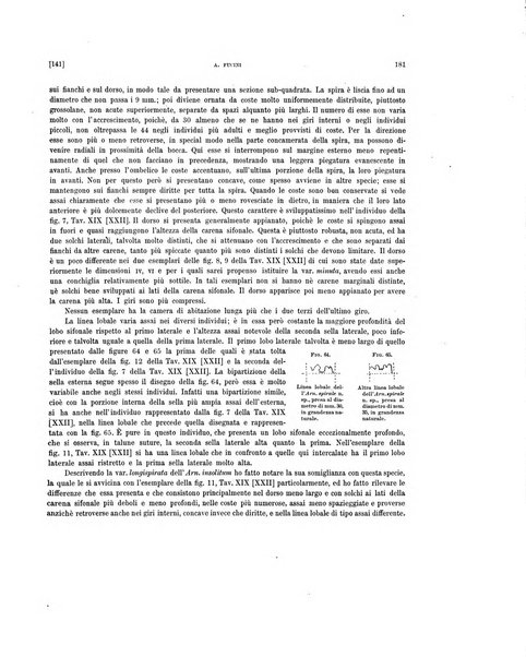 Palaeontographia Italica raccolta di monografie paleontologiche fondata da Mario Canavari nell'anno 1895