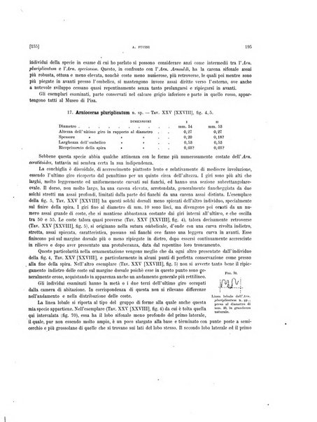 Palaeontographia Italica raccolta di monografie paleontologiche fondata da Mario Canavari nell'anno 1895