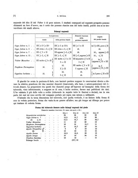 Palaeontographia Italica raccolta di monografie paleontologiche fondata da Mario Canavari nell'anno 1895