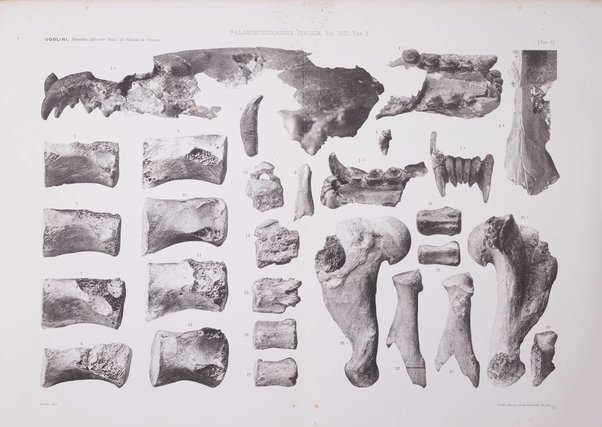 Palaeontographia Italica raccolta di monografie paleontologiche fondata da Mario Canavari nell'anno 1895