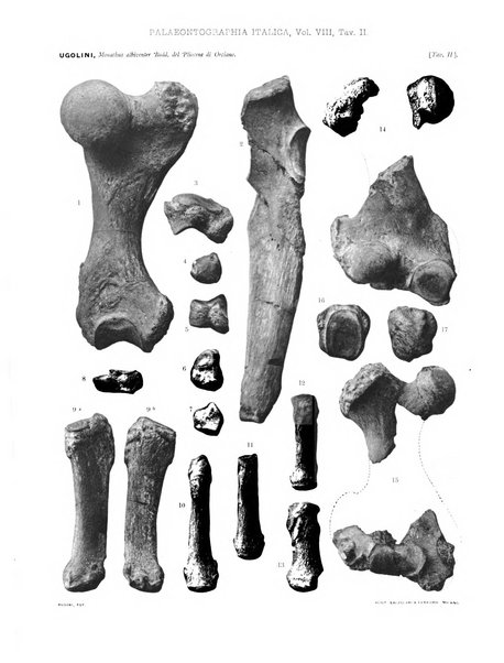 Palaeontographia Italica raccolta di monografie paleontologiche fondata da Mario Canavari nell'anno 1895