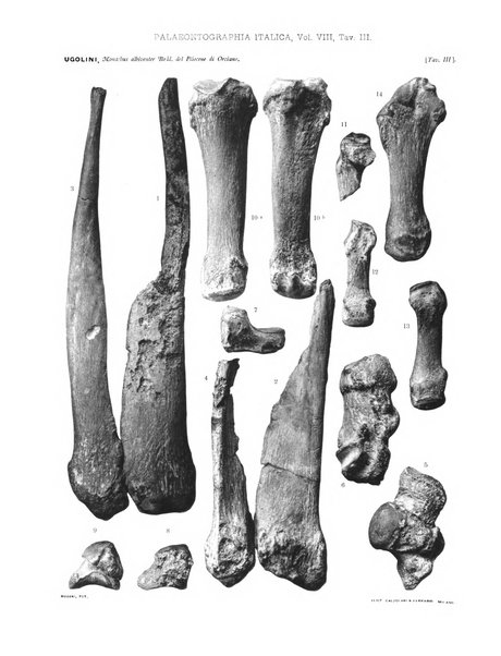 Palaeontographia Italica raccolta di monografie paleontologiche fondata da Mario Canavari nell'anno 1895