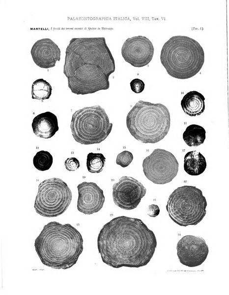 Palaeontographia Italica raccolta di monografie paleontologiche fondata da Mario Canavari nell'anno 1895