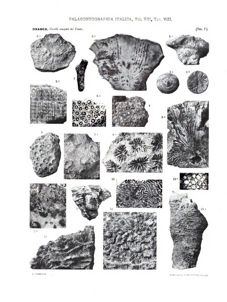 Palaeontographia Italica raccolta di monografie paleontologiche fondata da Mario Canavari nell'anno 1895