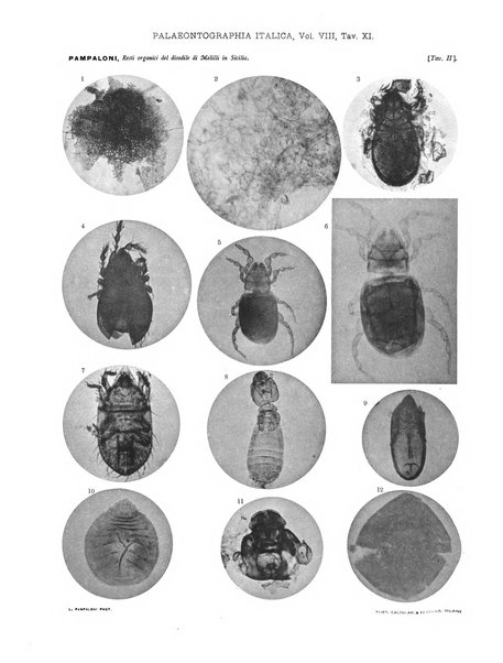 Palaeontographia Italica raccolta di monografie paleontologiche fondata da Mario Canavari nell'anno 1895