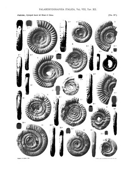 Palaeontographia Italica raccolta di monografie paleontologiche fondata da Mario Canavari nell'anno 1895