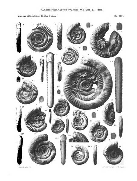 Palaeontographia Italica raccolta di monografie paleontologiche fondata da Mario Canavari nell'anno 1895