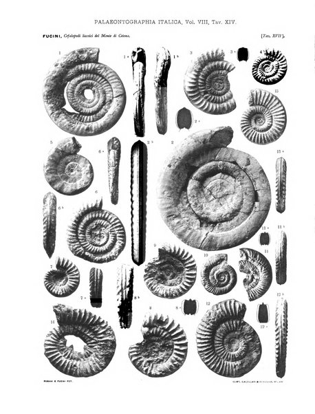 Palaeontographia Italica raccolta di monografie paleontologiche fondata da Mario Canavari nell'anno 1895