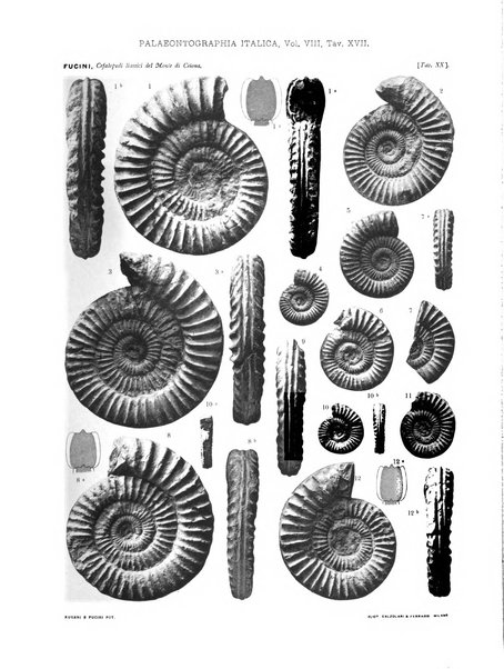 Palaeontographia Italica raccolta di monografie paleontologiche fondata da Mario Canavari nell'anno 1895