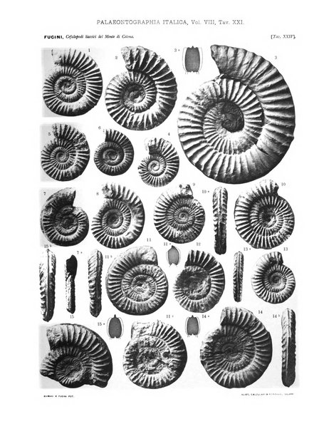 Palaeontographia Italica raccolta di monografie paleontologiche fondata da Mario Canavari nell'anno 1895