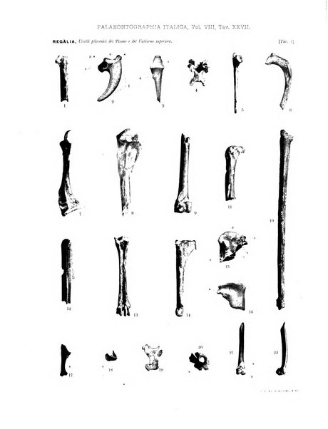 Palaeontographia Italica raccolta di monografie paleontologiche fondata da Mario Canavari nell'anno 1895