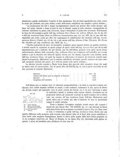 Palaeontographia Italica raccolta di monografie paleontologiche fondata da Mario Canavari nell'anno 1895