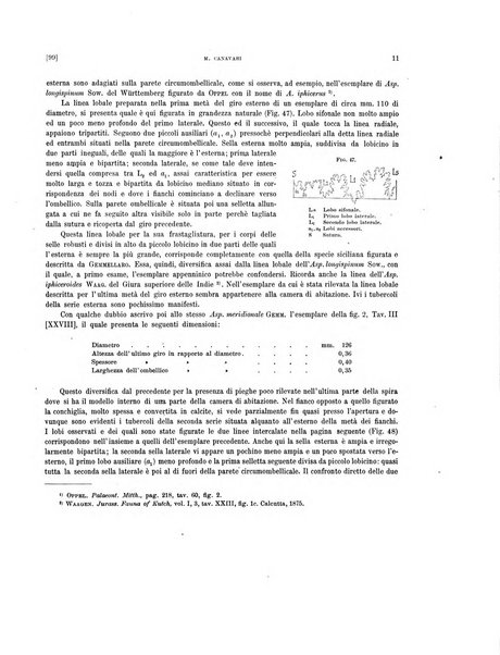 Palaeontographia Italica raccolta di monografie paleontologiche fondata da Mario Canavari nell'anno 1895