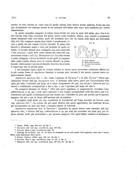 Palaeontographia Italica raccolta di monografie paleontologiche fondata da Mario Canavari nell'anno 1895