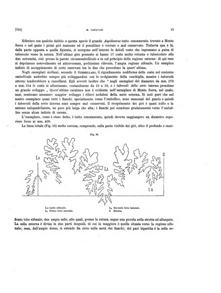 Palaeontographia Italica raccolta di monografie paleontologiche fondata da Mario Canavari nell'anno 1895