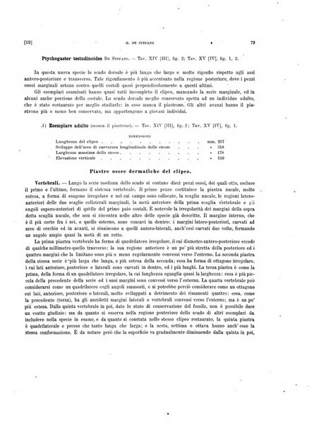 Palaeontographia Italica raccolta di monografie paleontologiche fondata da Mario Canavari nell'anno 1895