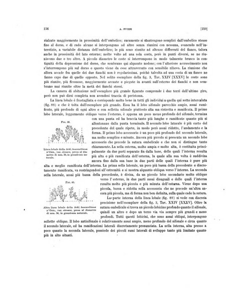 Palaeontographia Italica raccolta di monografie paleontologiche fondata da Mario Canavari nell'anno 1895