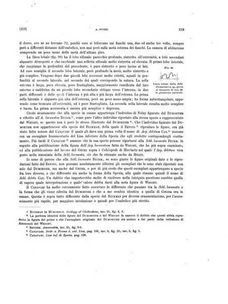 Palaeontographia Italica raccolta di monografie paleontologiche fondata da Mario Canavari nell'anno 1895