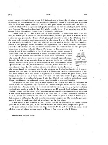 Palaeontographia Italica raccolta di monografie paleontologiche fondata da Mario Canavari nell'anno 1895