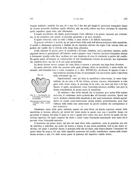 Palaeontographia Italica raccolta di monografie paleontologiche fondata da Mario Canavari nell'anno 1895