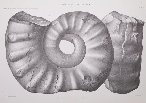 Palaeontographia Italica raccolta di monografie paleontologiche fondata da Mario Canavari nell'anno 1895