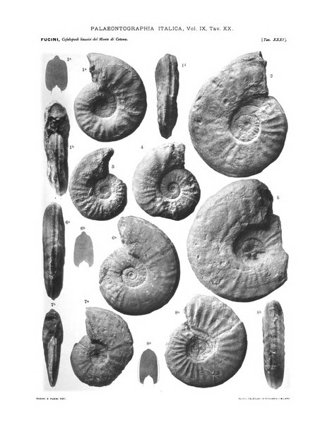 Palaeontographia Italica raccolta di monografie paleontologiche fondata da Mario Canavari nell'anno 1895