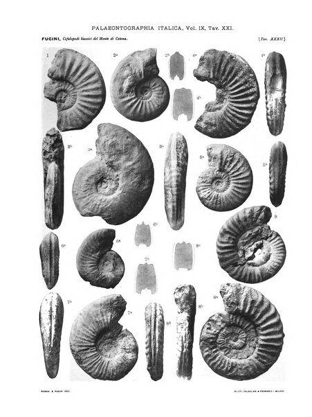 Palaeontographia Italica raccolta di monografie paleontologiche fondata da Mario Canavari nell'anno 1895