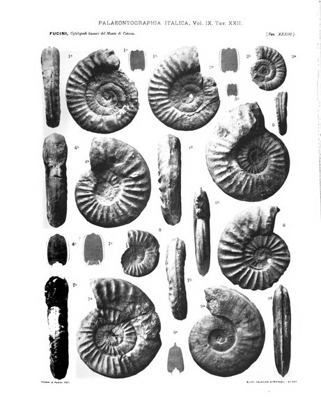 Palaeontographia Italica raccolta di monografie paleontologiche fondata da Mario Canavari nell'anno 1895