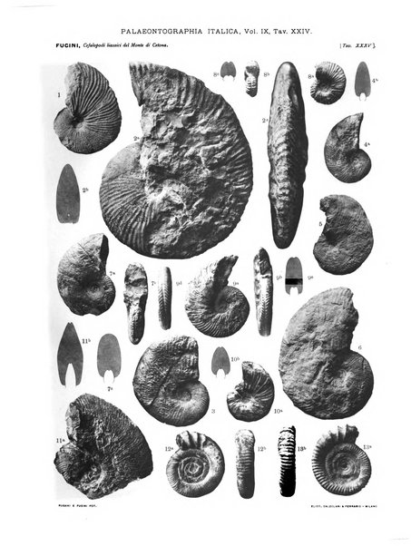 Palaeontographia Italica raccolta di monografie paleontologiche fondata da Mario Canavari nell'anno 1895