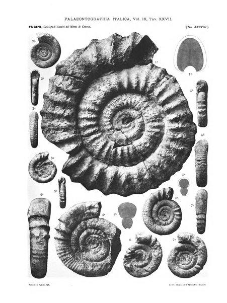 Palaeontographia Italica raccolta di monografie paleontologiche fondata da Mario Canavari nell'anno 1895