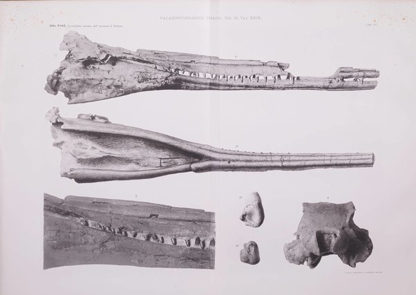 Palaeontographia Italica raccolta di monografie paleontologiche fondata da Mario Canavari nell'anno 1895