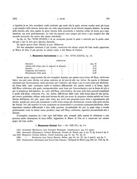 Palaeontographia Italica raccolta di monografie paleontologiche fondata da Mario Canavari nell'anno 1895