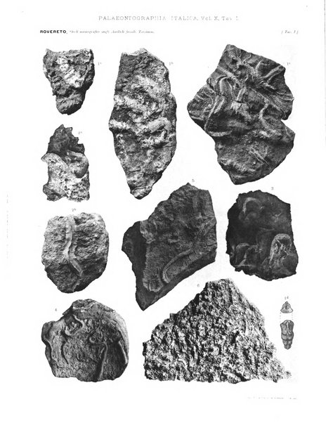 Palaeontographia Italica raccolta di monografie paleontologiche fondata da Mario Canavari nell'anno 1895