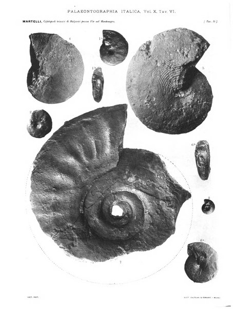 Palaeontographia Italica raccolta di monografie paleontologiche fondata da Mario Canavari nell'anno 1895