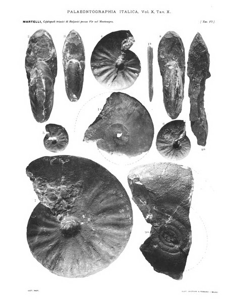 Palaeontographia Italica raccolta di monografie paleontologiche fondata da Mario Canavari nell'anno 1895