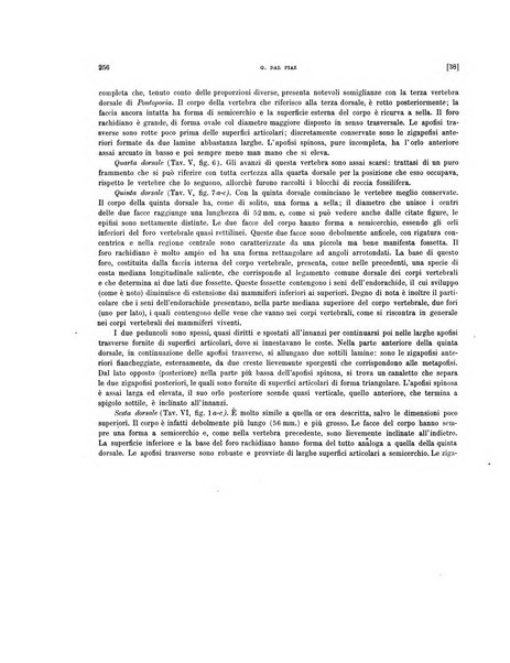 Palaeontographia Italica raccolta di monografie paleontologiche fondata da Mario Canavari nell'anno 1895