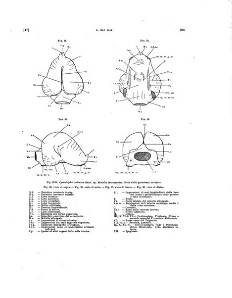 Palaeontographia Italica raccolta di monografie paleontologiche fondata da Mario Canavari nell'anno 1895