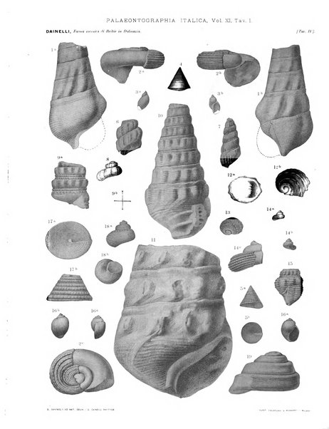 Palaeontographia Italica raccolta di monografie paleontologiche fondata da Mario Canavari nell'anno 1895