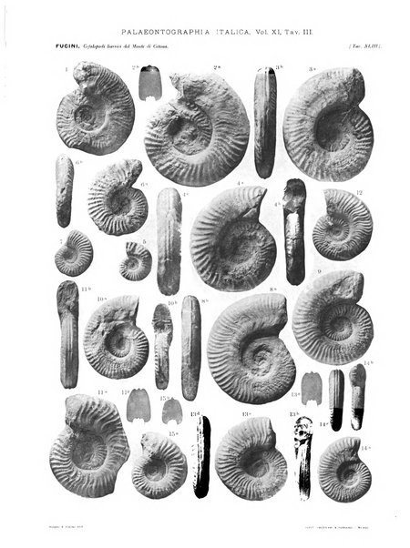 Palaeontographia Italica raccolta di monografie paleontologiche fondata da Mario Canavari nell'anno 1895